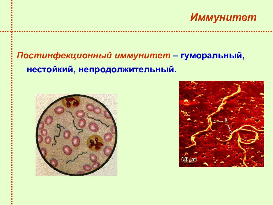 Спирохеты микробиология презентация