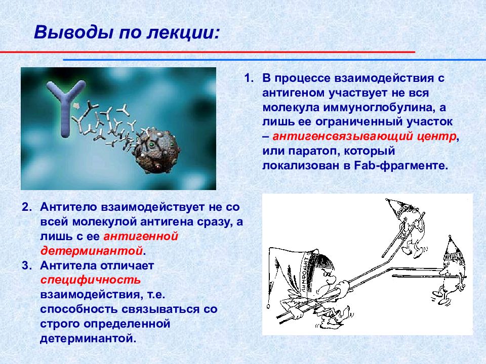 Антитела презентация иммунология