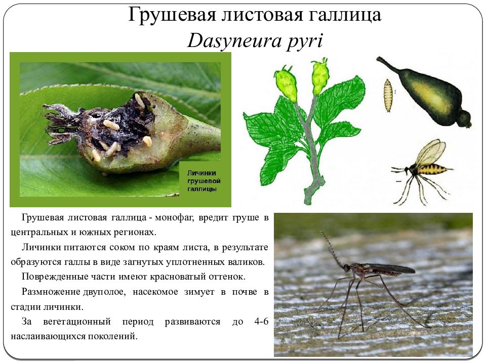 Насекомые вредители груши фото и описание