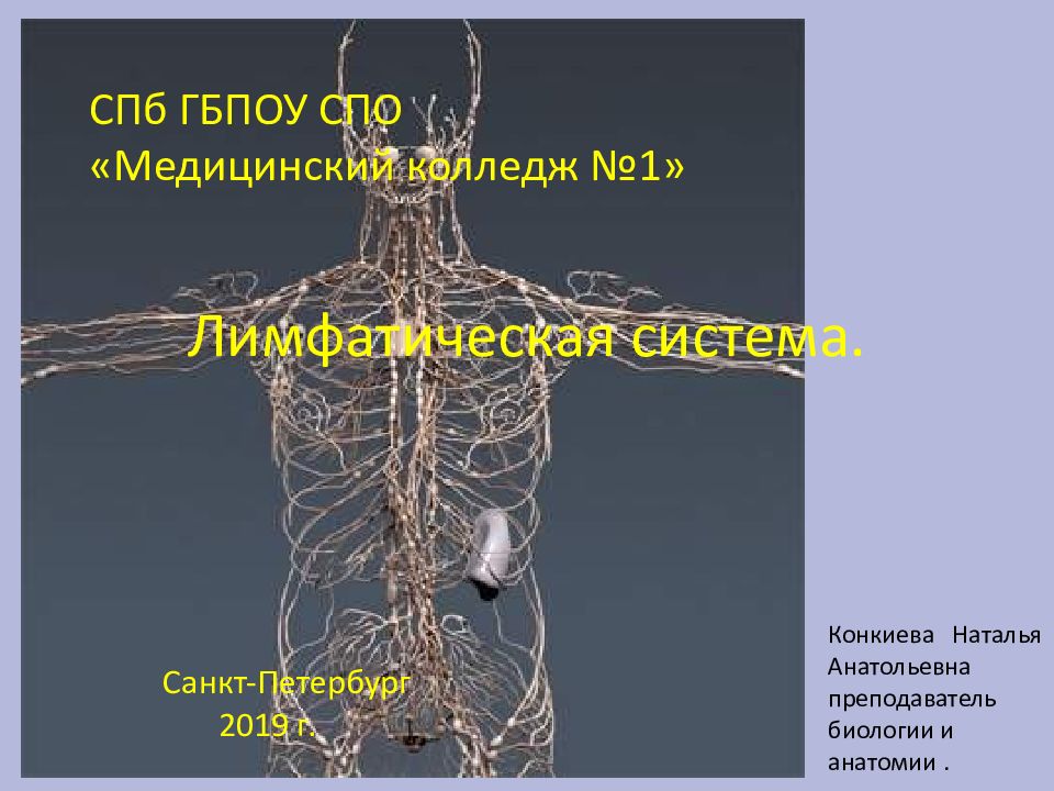 Лимфатическая система.