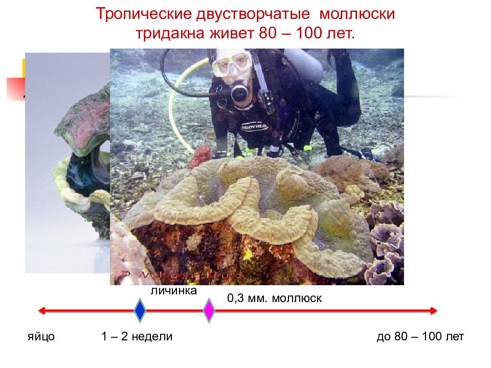 Презентация периодизация и продолжительность жизни животных 7 класс презентация