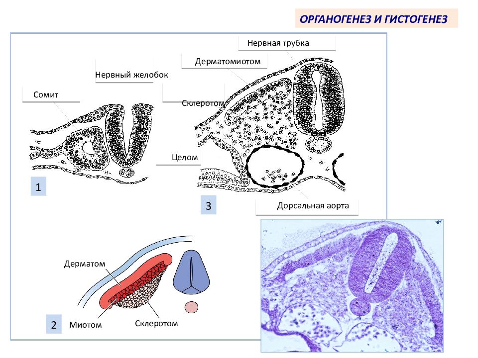 Гистогенез. Гистогенез и органогенез гистология. Эмбриогенез гистогенез. Гистогенез схема. Эмбриогенез человека гистология.