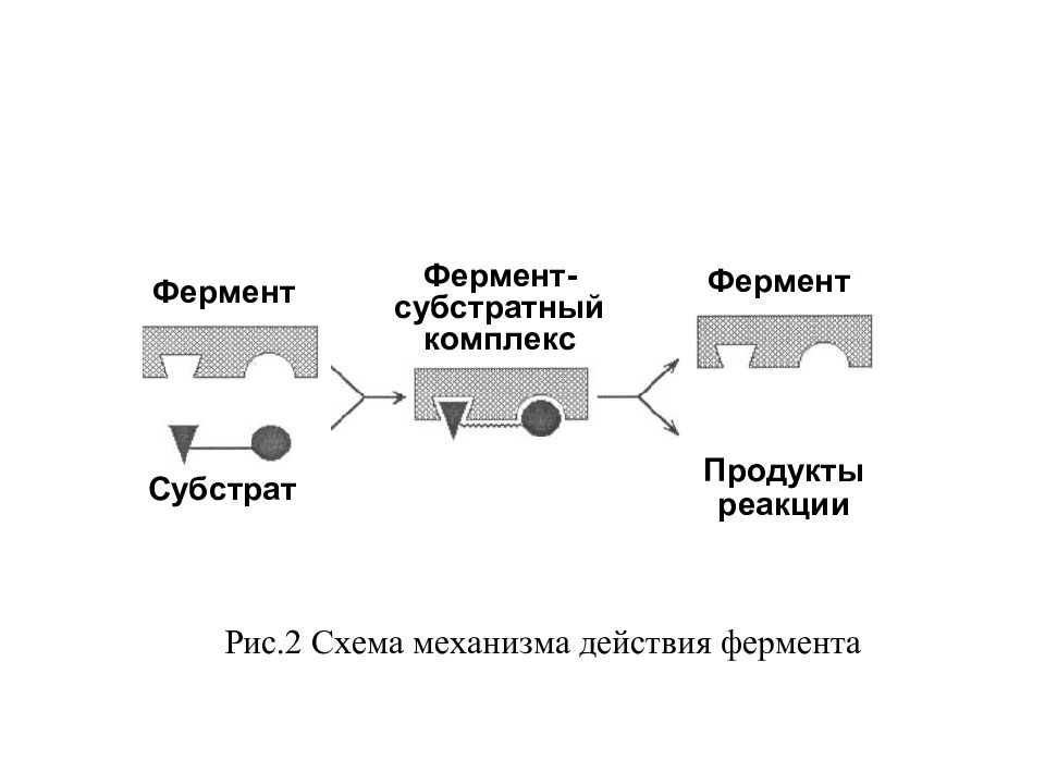 Презентация ферменты и гормоны