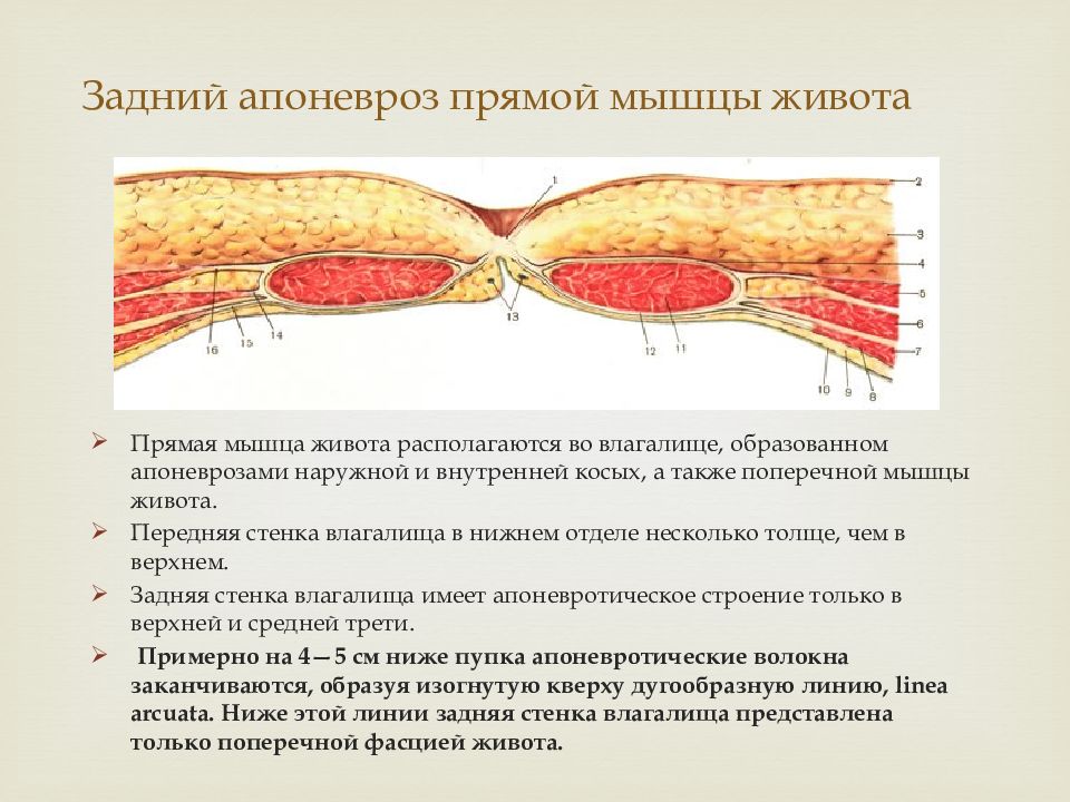 Строение вагины картинки