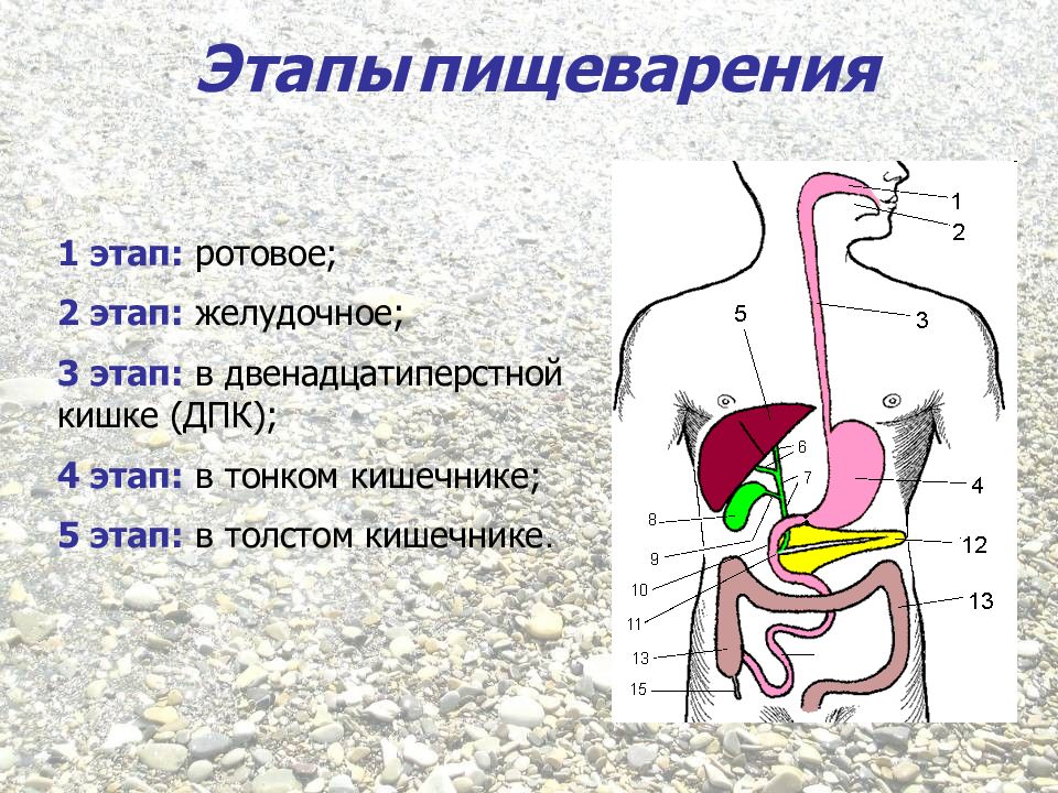 Как происходит пищеварение у человека пошагово подробно с фото