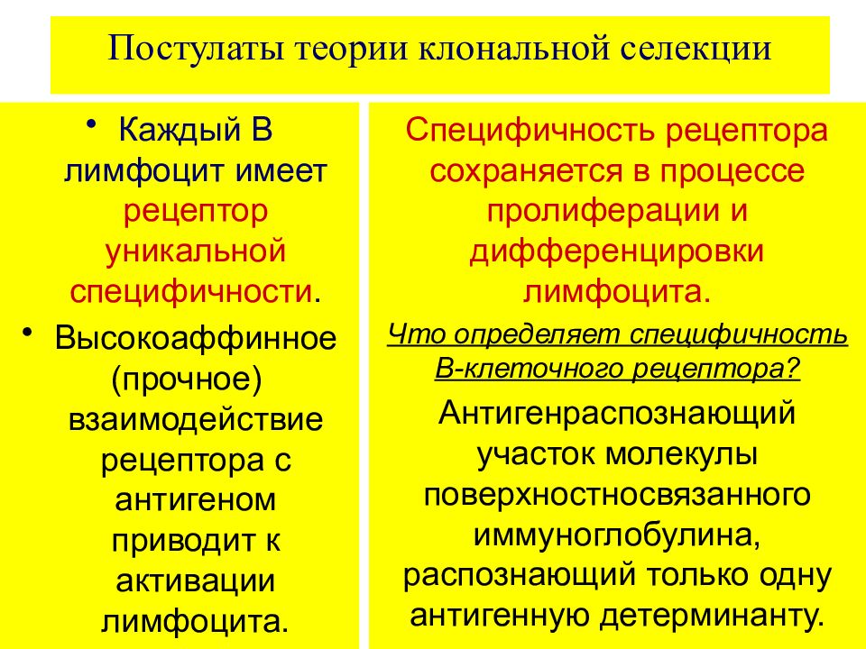 Клонально селекционная теория иммунитета. Клональная селекция в-лимфоцитов. Бернер теория клональной селекции. Антигенраспознающих рецепторов т - и в-лимфоцитов.