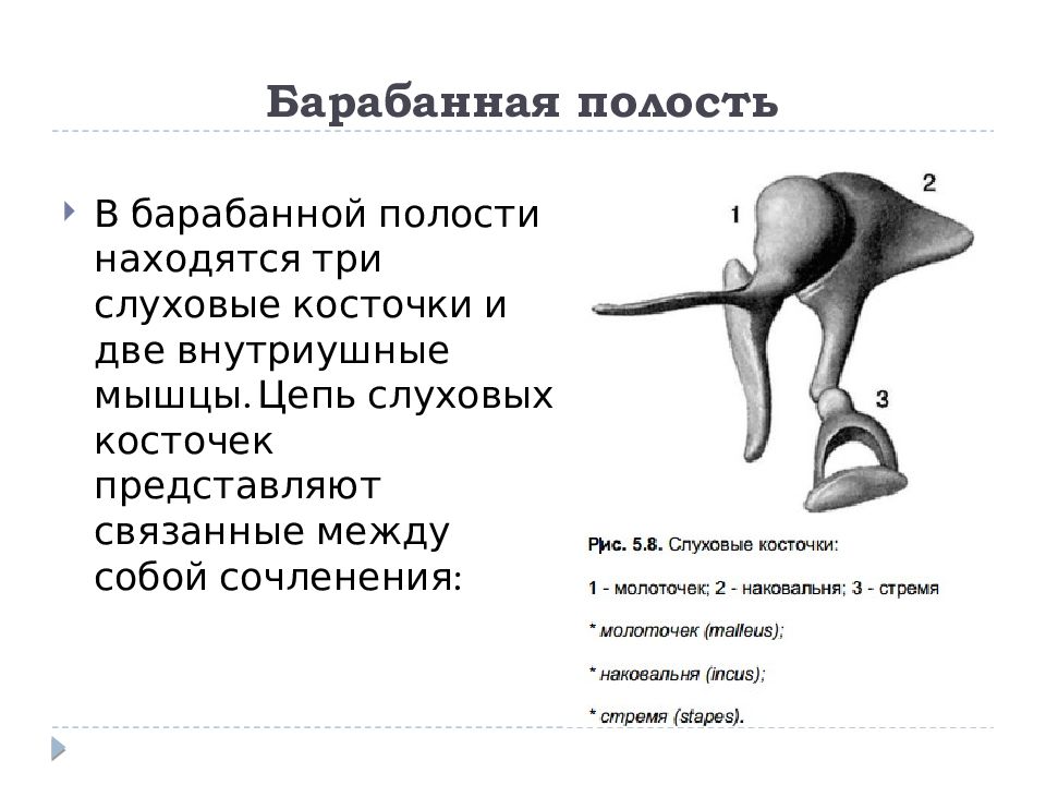 Барабанная полость. Слуховые косточки анатомия в барабанной полости. Барабанная полость среднего уха латынь. Функции барабанной полости уха. Строение слуховых косточек.