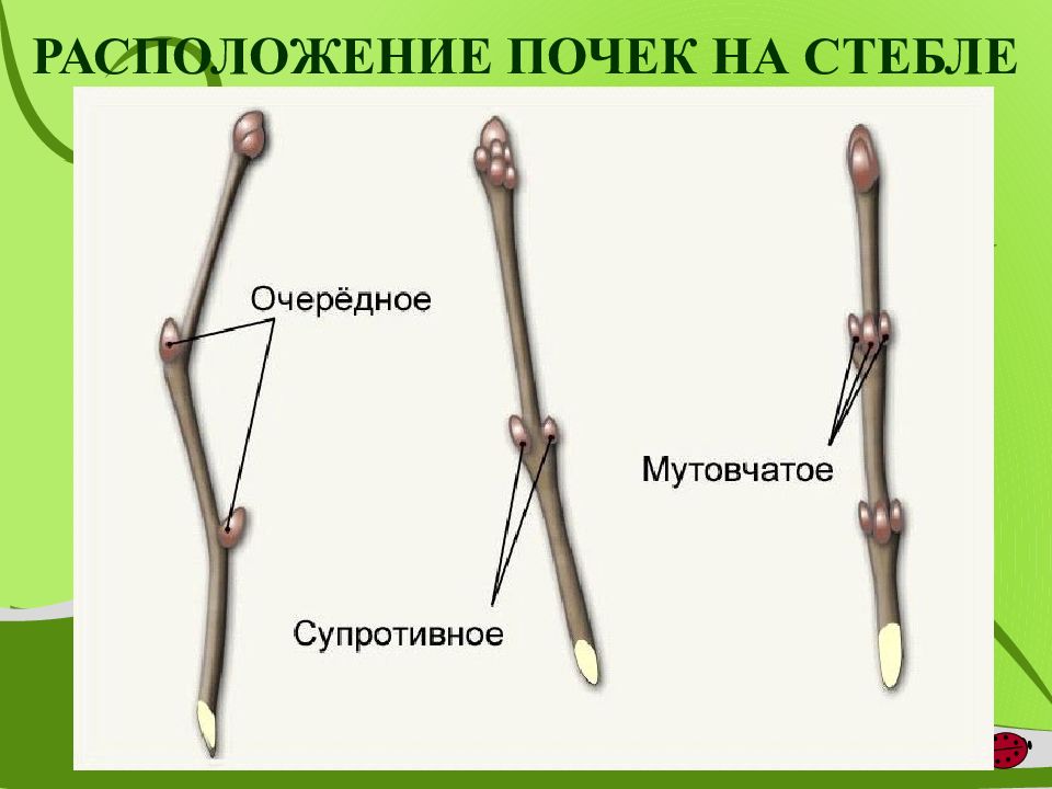 Побег и почки презентация 6 класс пасечник