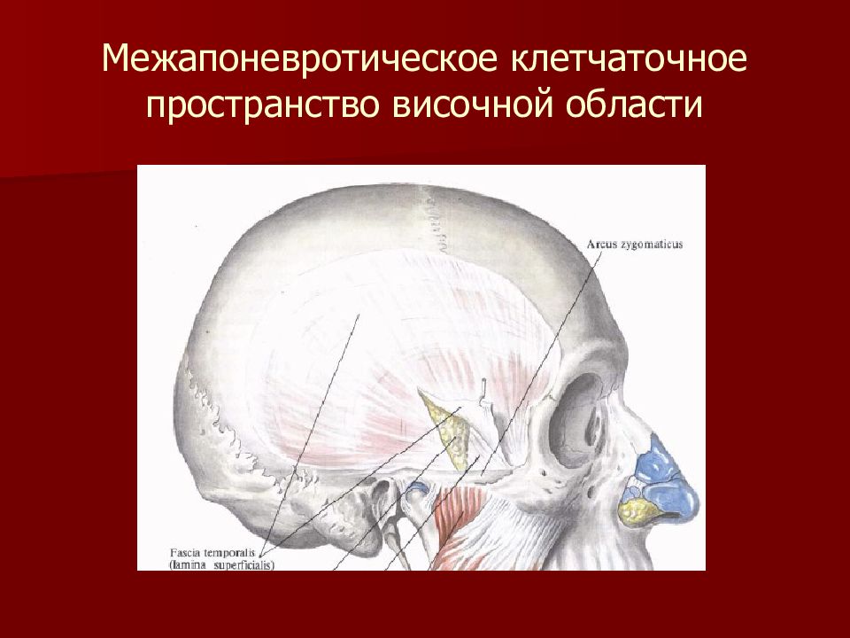 Височная область. Пространства височной области. Клетчаточное пространство височной области. Межапоневротическое пространство височной области. Височное межапоневротическое клетчаточное пространство.