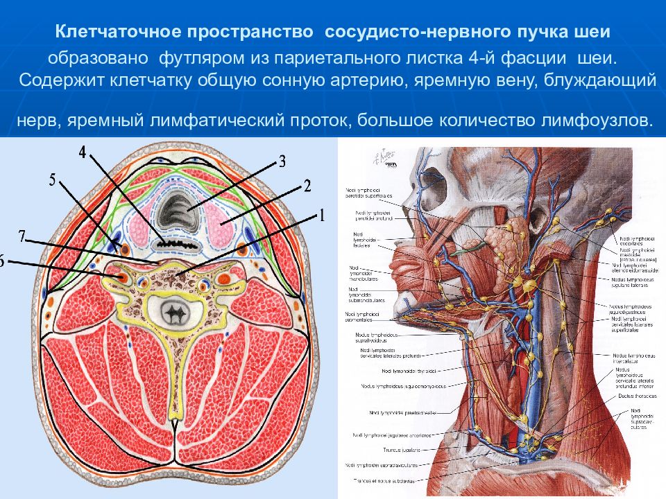 Топографическая анатомия пространства. Клетчаточное пространство топографическая анатомия. Клетчаточное пространство сосудисто-нервного пучка шеи. Латеральное клетчаточное пространство шеи. Клетчаточное пространство боковой области шеи.