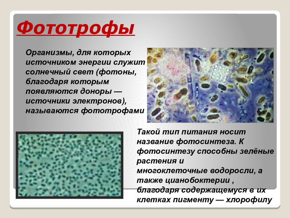 Фототрофы это. Бактерии фототрофы. Фототрофы Тип питания. Фототрофы организмы. Фотоавтотрофы организмы.