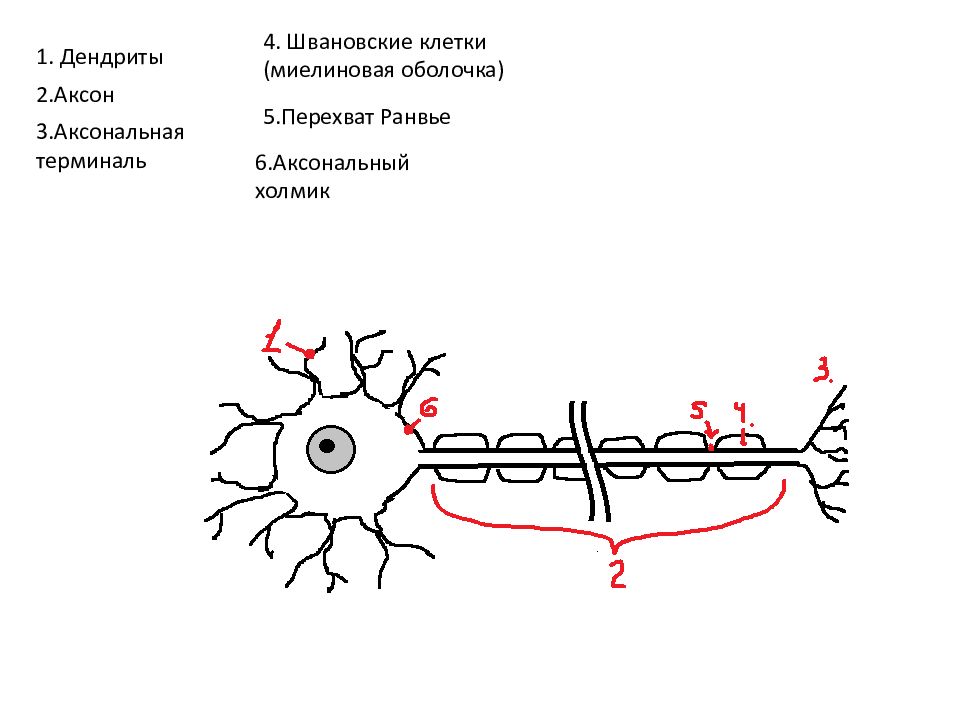 Короткие отростки аксоны сильно. Связь между нейронами. Механизмы связи между нейронами. Регенерация нейроглии. Клетки нейроглии, обеспечивающие иммунную защиту в нервной системе -.