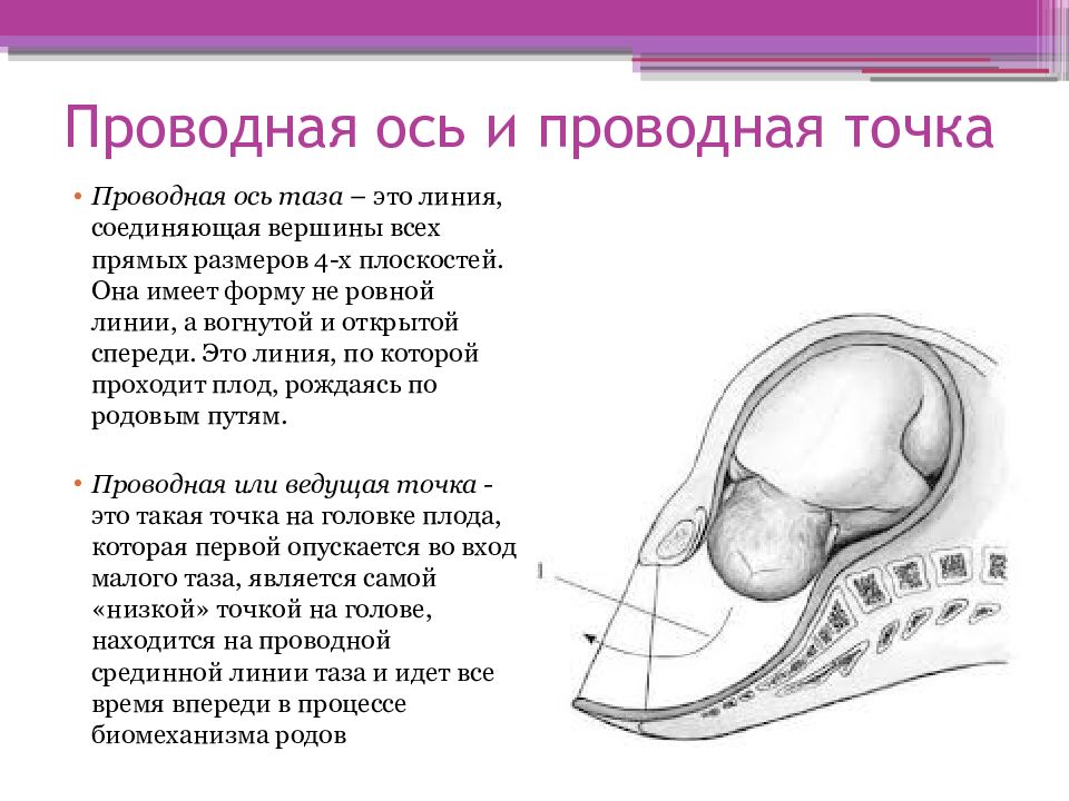 Таз с акушерской точки зрения