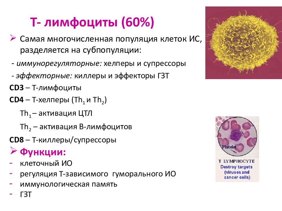 Лимфоциты какой иммунитет. Функции т4 лимфоцитов. Функции т лимфоцитов иммунология. Cd19 лимфоциты. Функции т лимфоцитов хелперов.