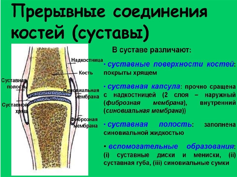 Какой цифрой на рисунке обозначена суставная полость