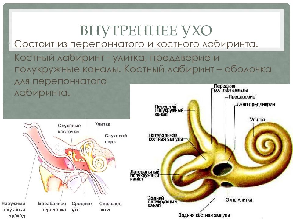 Эндолимфа улитки. Костный Лабиринт внутреннего уха эндолимфа. Костная улитка внутреннего уха. Строение внутреннего уха. Внутреннее ухо улитка.