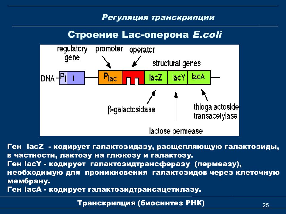 Транскрипция какой фермент. Процессинг РНК биохимия. Структура Lac-оперона. Строение Lac оперона. Транскрипция и структура оперона..