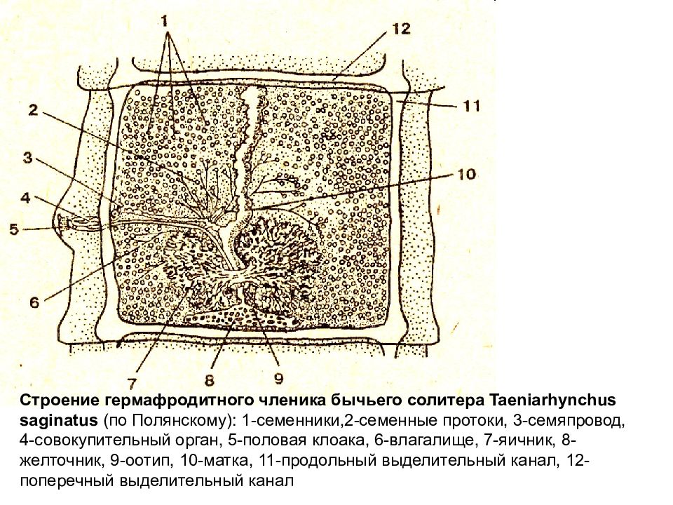 Строение бычьего цепня рисунок с подписями