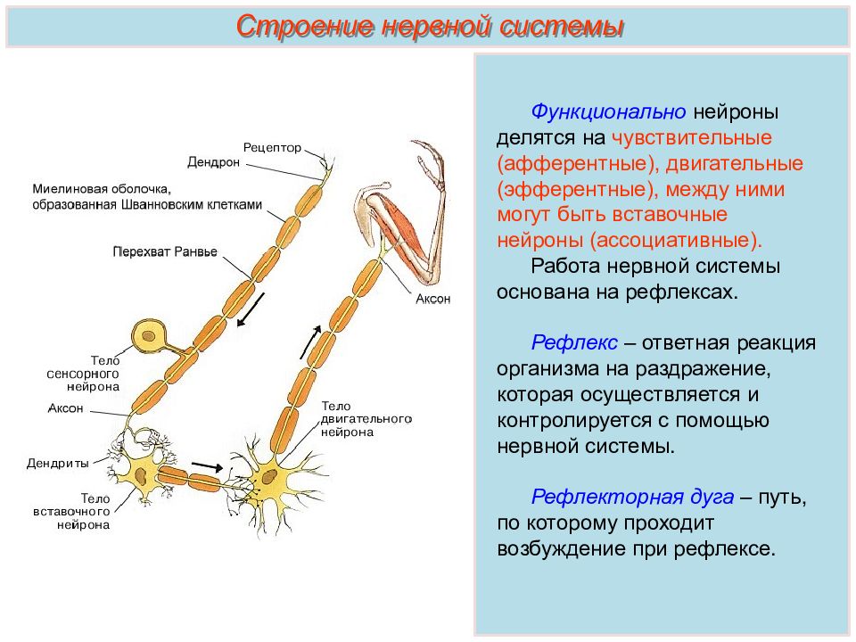 Какую функцию выполняют вставочные нейроны. Вставочный Нейрон строение. Афферентные и эфферентные нервные волокна. Афферентная и Эфферентная нервная система. Строение афферентного нейрона.