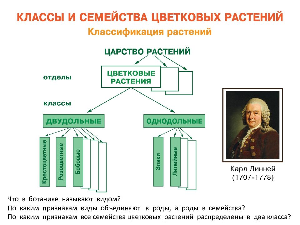 Классификация растений 5 класс биология. Классификация цветковых. Цветковые растения классификация. Принципы классификации цветковых растений. Систематика цветковых растений.