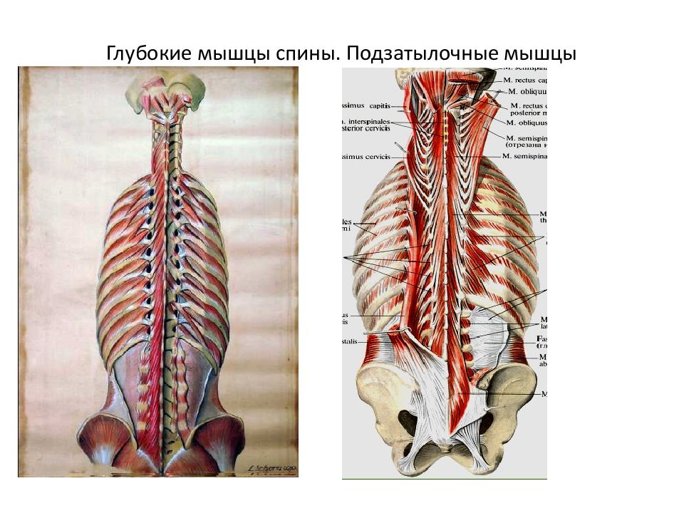 Глубокая поясница. Мышцы спины и подзатылочные мышцы. Глубокие подзатылочные мышцы. Мышцы спины и позвоночного столба. Глубокие мышцы спины вентрального происхождения.