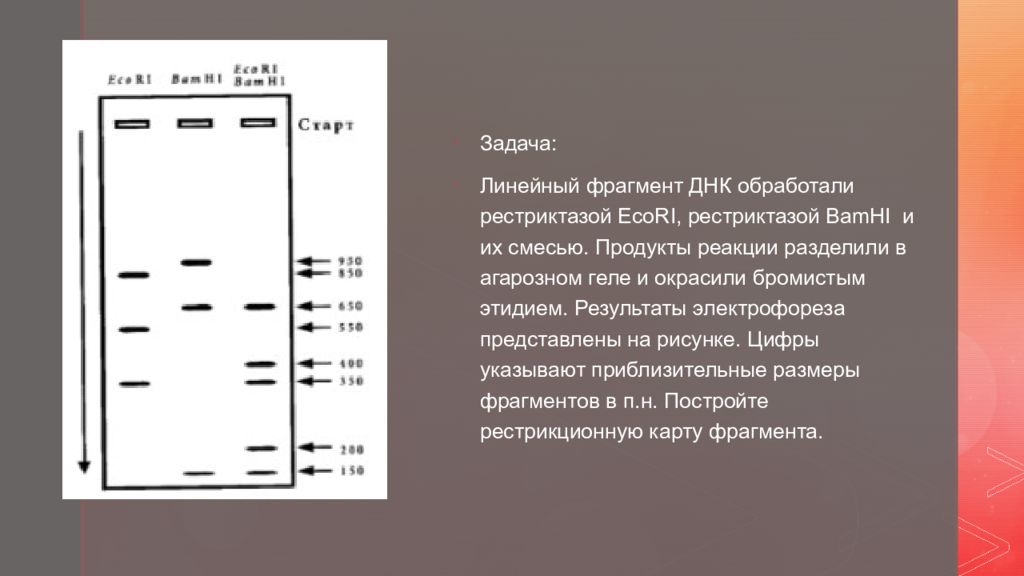 Линейный тест. Электрофорез фрагментов ДНК. Электрофорез ДНК В агарозном геле. Анализ результатов электрофореза в агарозном геле. Электрофорез в агарозном геле.