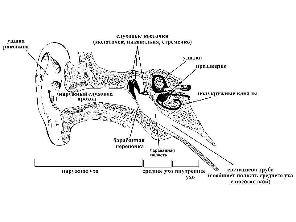 Структурно функциональная схема слухового анализатора физиология