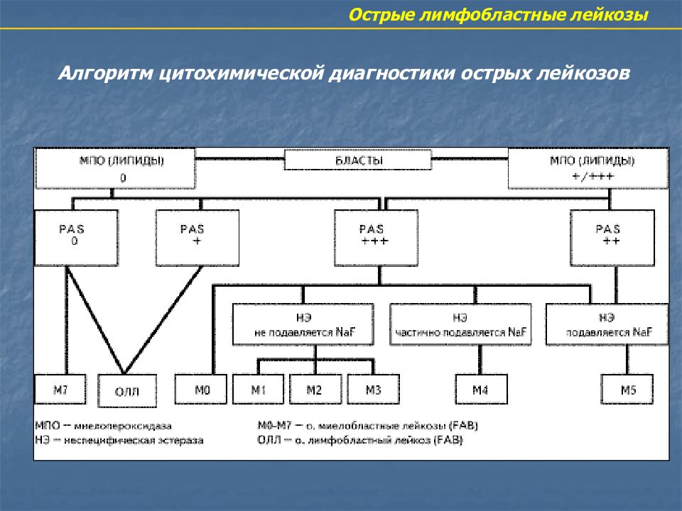 Острый лимфобластный лейкоз мкб. Патогенез острого лимфобластного лейкоза. Острый лимфобластный лейкоз патогенез. Механизм развития острого лимфобластного лейкоза. Алгоритм диагностики острых лейкозов.