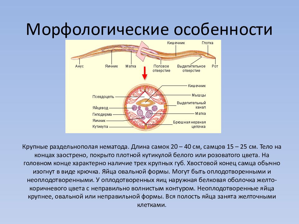 Презентация по гельминтам