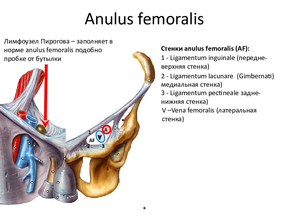 Укажите структуры являющиеся стенками canalis femoralis