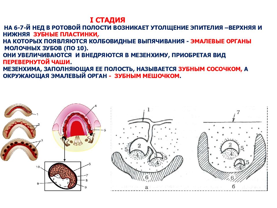 Молочные органы