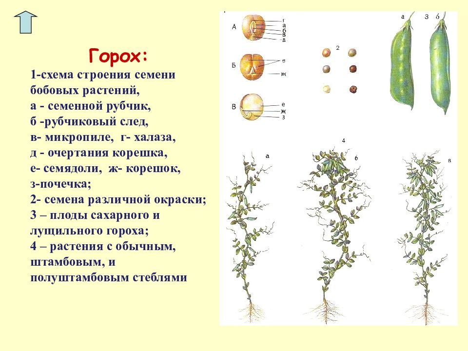 Части гороха схема