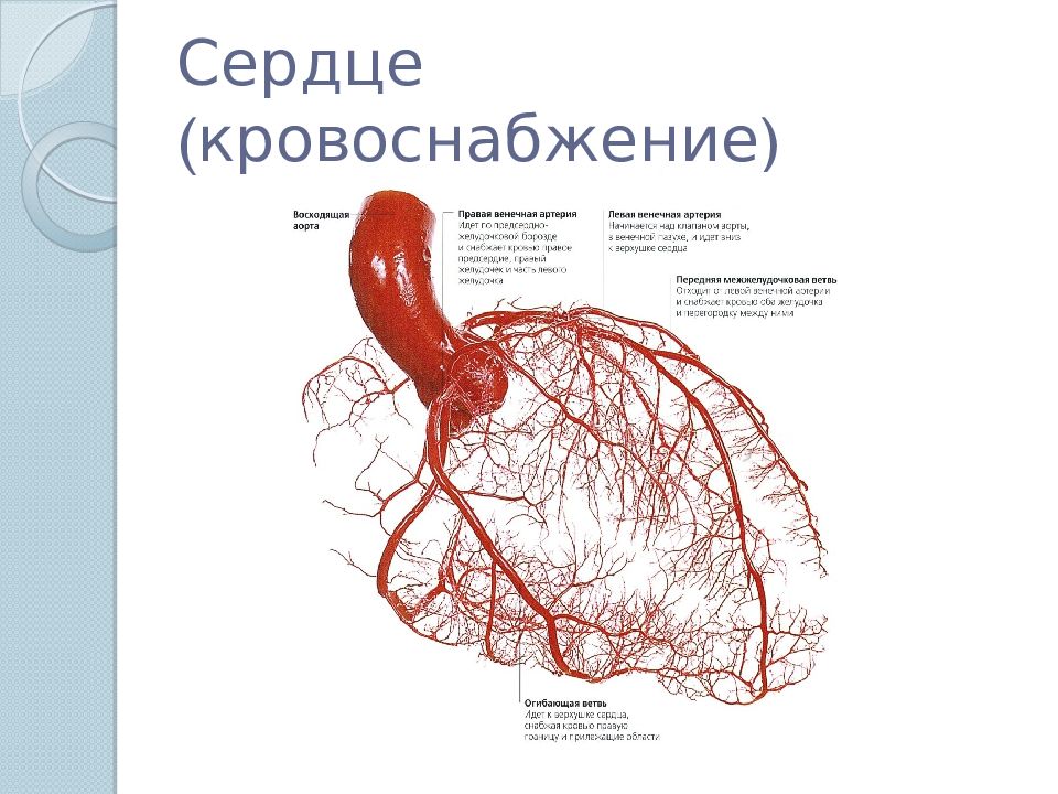 Артерии левого желудочка. Кровоснабжение сердца анатомия коронарных артерий. Коронарные артерии схема кровоснабжения. Коронарные артерии анатомия атлас. Артерии сердца схема.