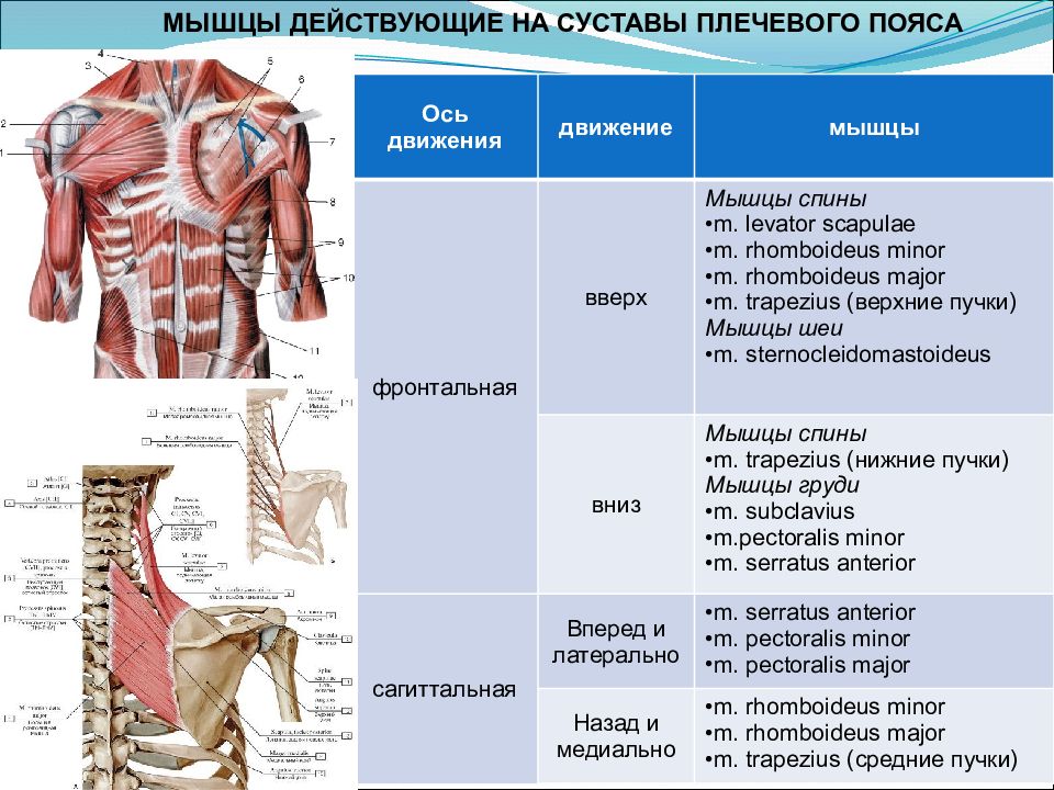 Мышцы обеспечивающие движение. Суставы на которые действуют мышцы плечевого пояса. Мышцы правого пояса верхней конечности и плеча вид спереди. Плечевой сустав мышцы действующие на сустав. Таблица мышцы плечевого пояса пояса.