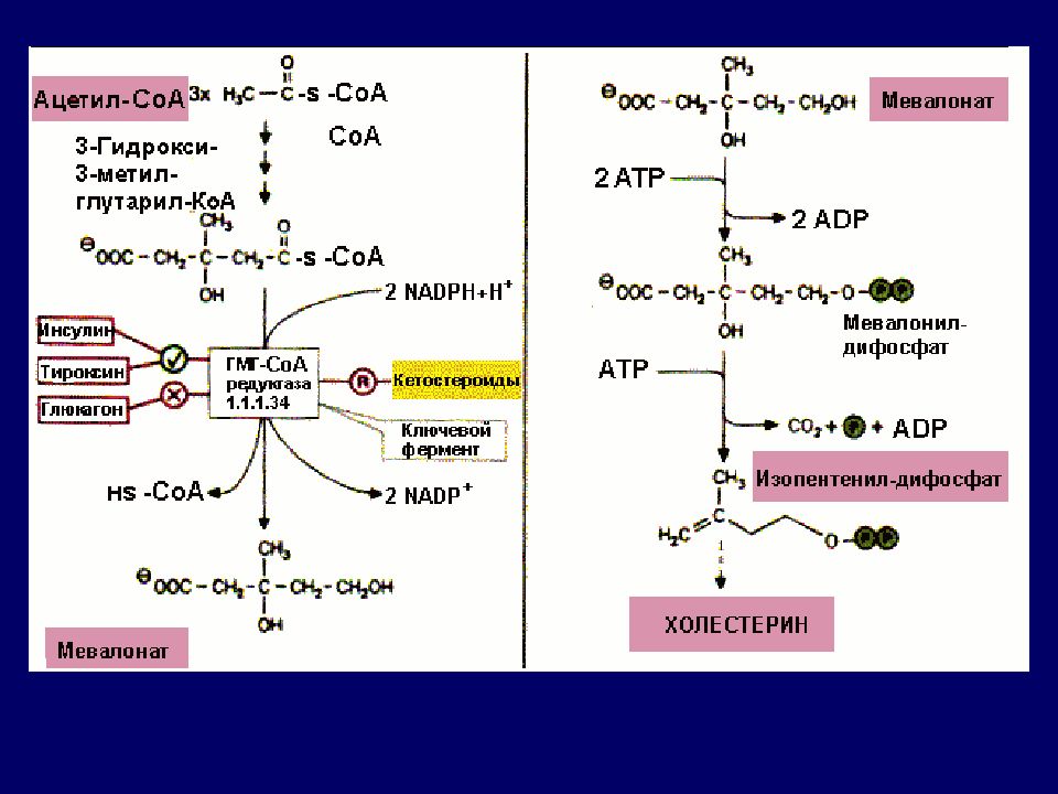 Синтез ферментов. Схема синтеза холестерина. Синтез холестерина биохимия схема. Ацетил КОА Синтез холестерина. Схема синтеза холестерина в организме человека.