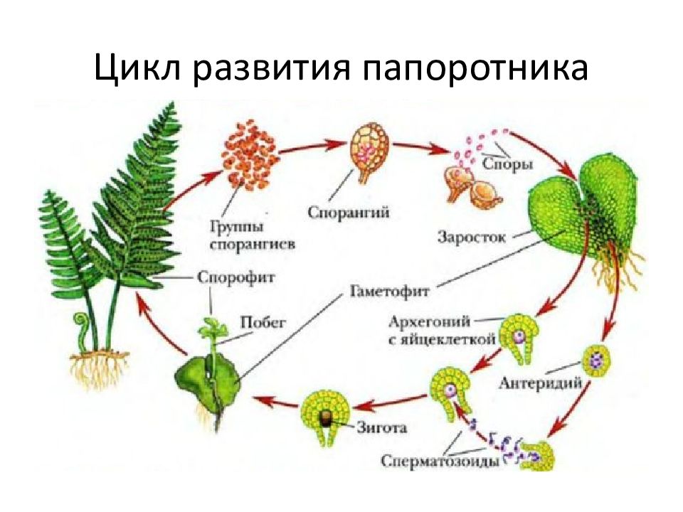 Жизненный цикл размножения папоротника. Архегоний папоротника. Спорофит плауна. Хвощ гаметофит и спорофит. Плауны гаметофит и спорофит.