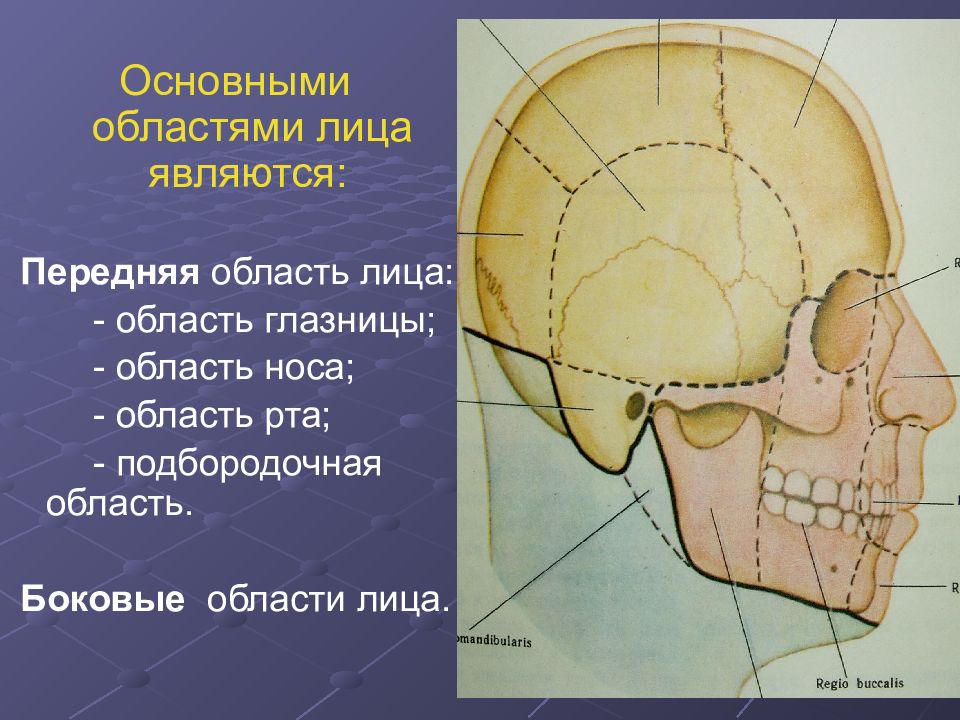 Оперативная хирургия головы и шеи презентация