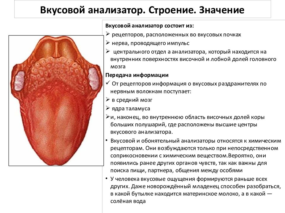 Вкусовой анализатор анатомия схема