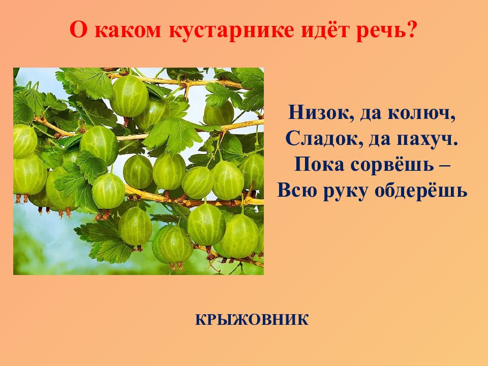 Деревья и кустарники 2 младшая группа. Загадка про крыжовник для детей. Стих про крыжовник. Презентация для детей средней группы кустарники крыжовник. Низок да колюч сладок да пахуч ягоды сорвешь всю руку обдерешь.