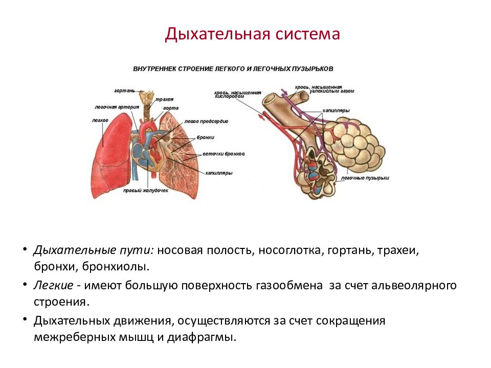 Схема строения дыхательной системы млекопитающих