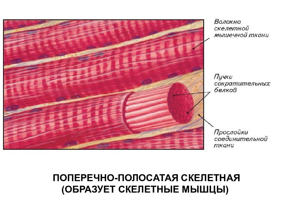 Скелетная мышечная ткань рисунок