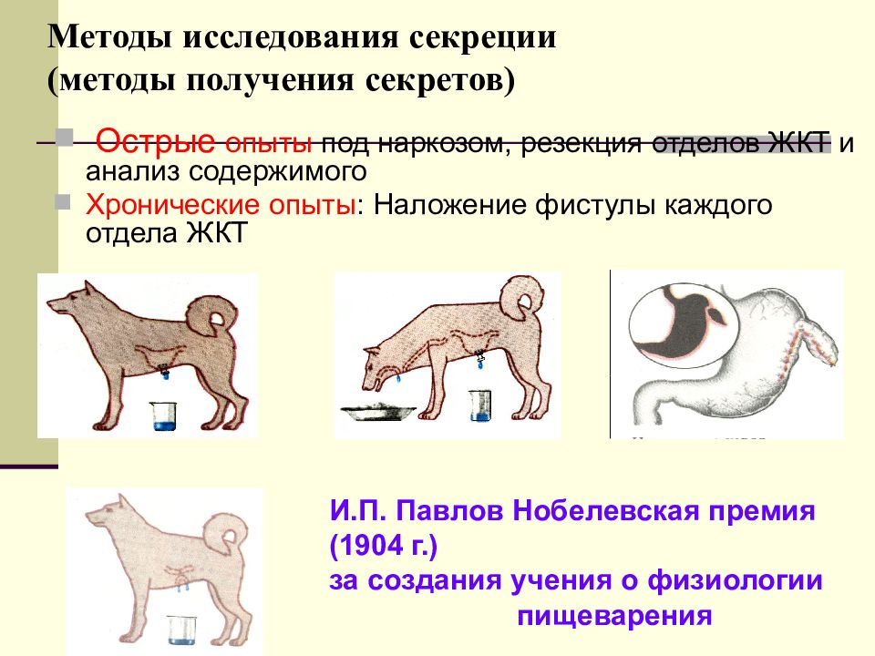 Методы исследования животных. Оперативные методы исследования функций желудочно-кишечного тракта. Методы изучения функций пищеварительного тракта. Методы исследования функции пищеварительной системы. Методики изучения основных функций пищеварительного тракта.