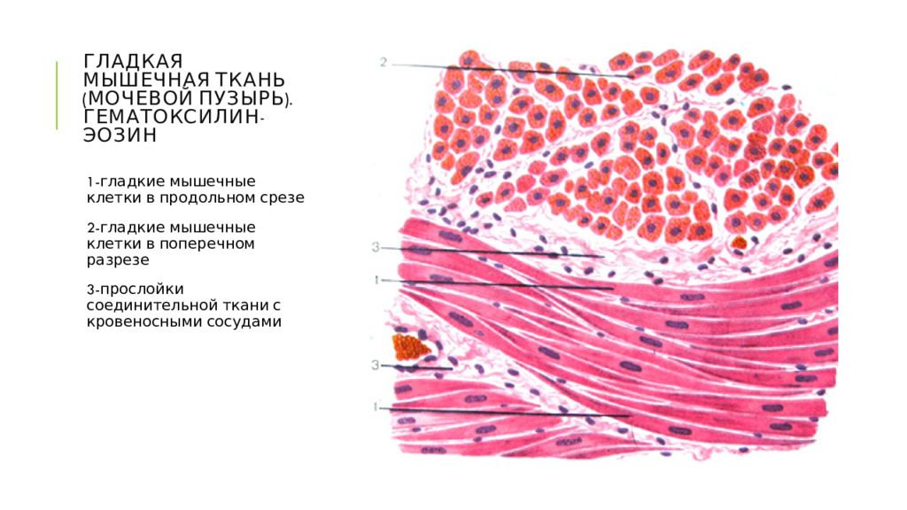 Гладкая мышечная ткань рисунок с подписями