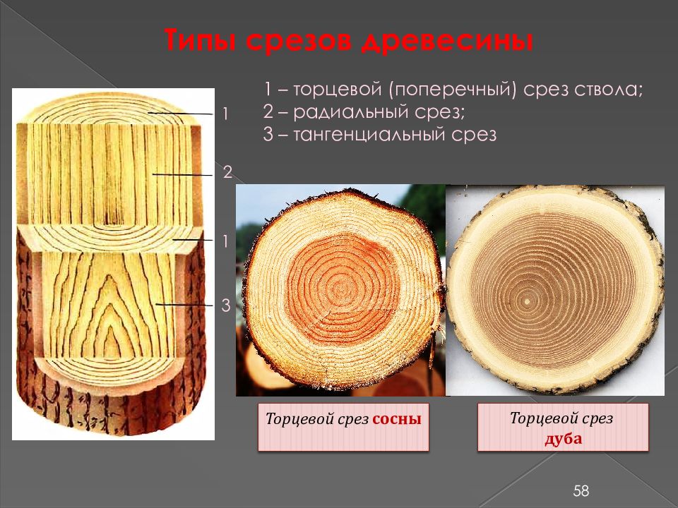 По рисунку с изображением поперечных распилов древесных стеблей определите