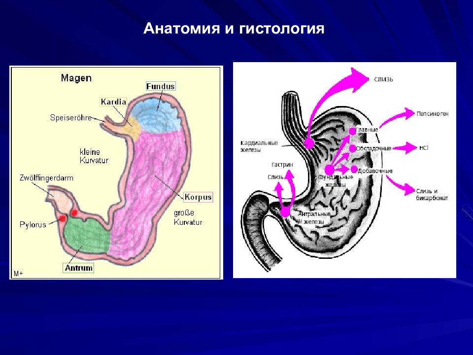 Антрум гастрит. Хронический гастрит анатомия.