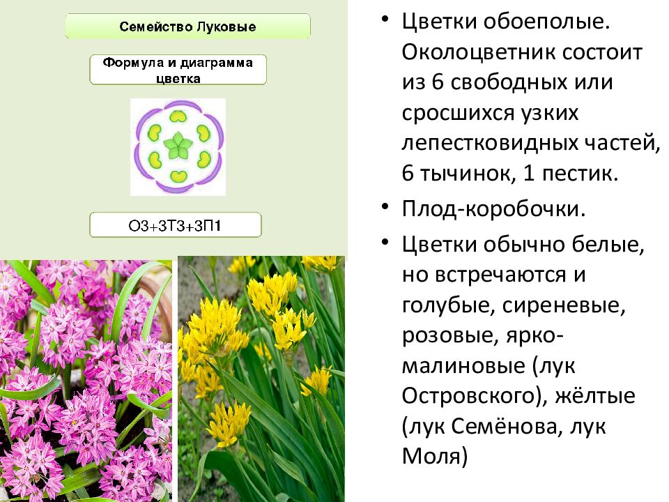 Презентация семейства класса однодольные 6 класс