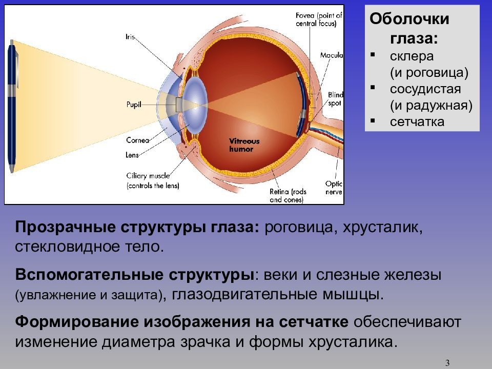 За зрачком находится рефлекторно изменяющий свою и обеспечивающий четкое изображение на содержащей