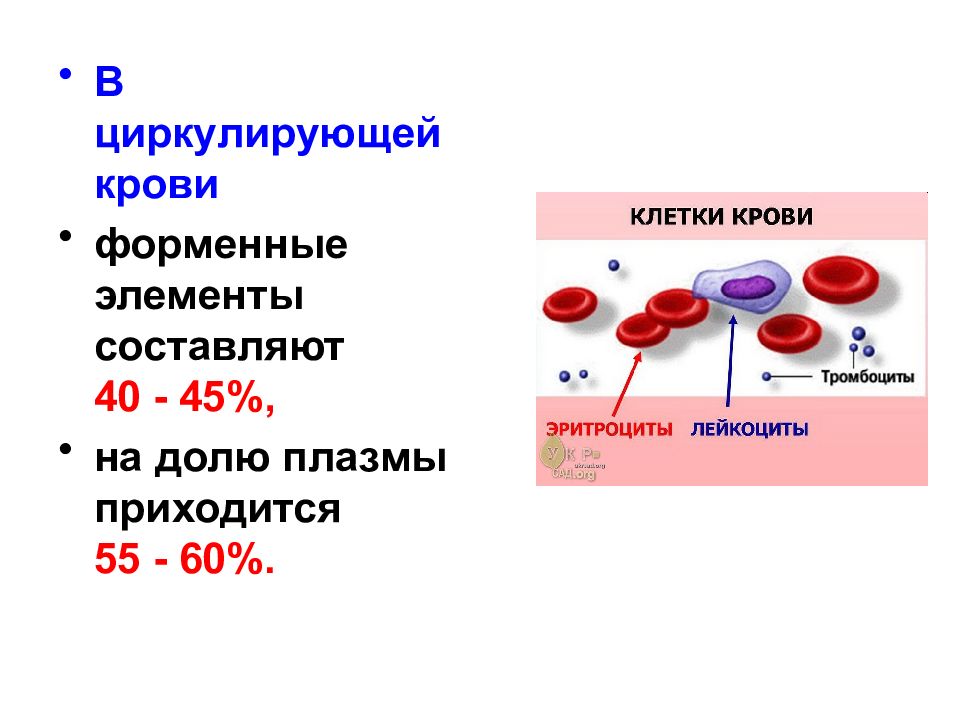 Продолжительность жизни эритроцитов. Состав и функции форменных элементов крови. Функции плазмы и форменных элементов крови. Состав крови форменные элементы крови. Функции форменных элементов крови у эритроцитов.