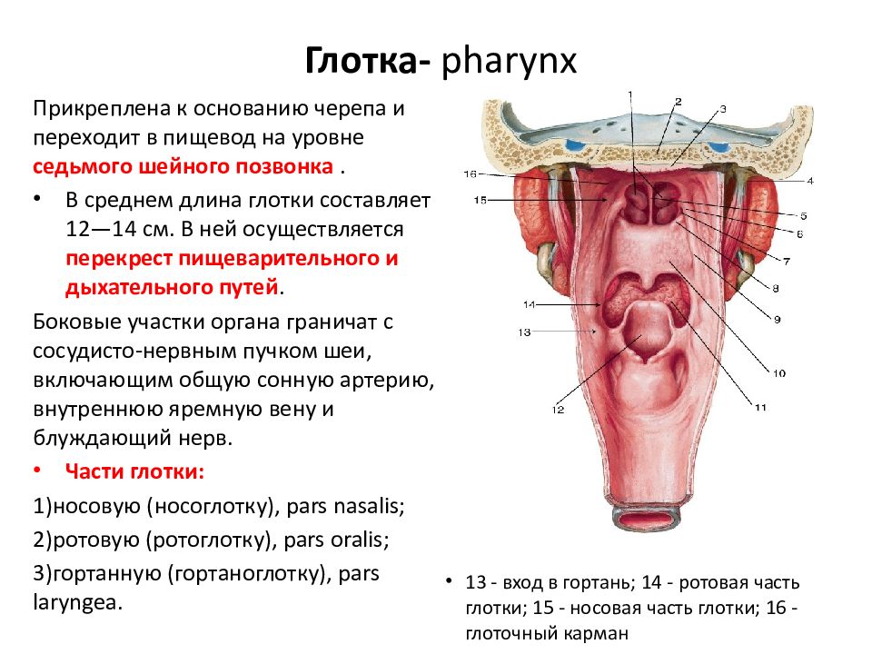 Части глотки