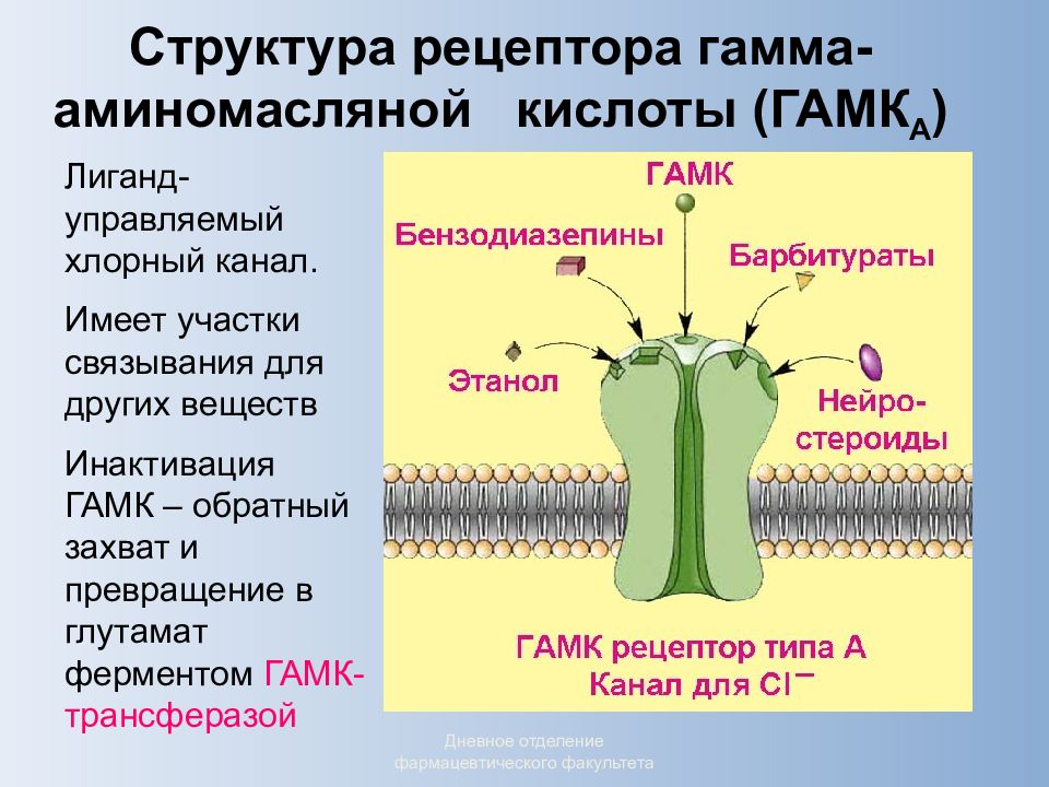 Рецептор центр. Структура ГАМК А рецептора. Строение ГАМК рецептора. ГАМК ергическое торможение. Строение и функция ГАМК рецепторов.